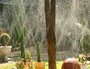Mangueira Santeno I 100/15 Para Irrigação/Jardim Mt